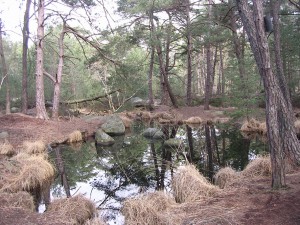 Forêt de Fontainebleau, Platières
